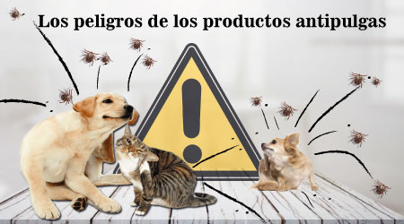 los peligros de los productos anti pulgas caniche toy