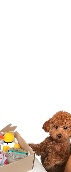 salvaterra-de-matos-tienda-de-perros-pequeños