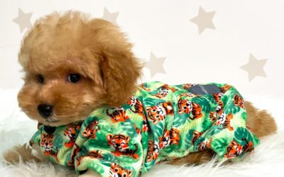 ¿Cómo seleccionar la talla de perro correcta?
