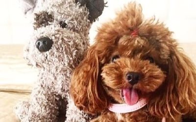 Características del caniche toy y cuestiones relacionadas
