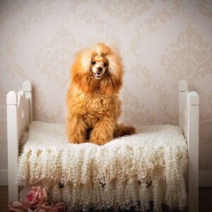 Akemi caniche toy de Rusia. Salvaterra de Magos caniches toy de Rusia. compro caniche toy de exposición