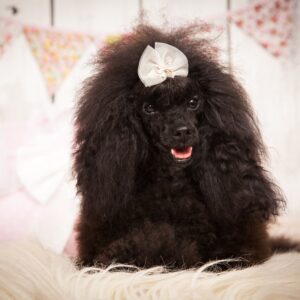 Taboo caniche toy negro. salvaterra de magos criadores de caniches toy. compro caniche toy. busco cachorro de ccaniche toy. salvaterra de magos criadores de caniches toy serios