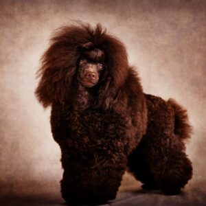 Caniche toy marron Kenia. Salvaterra de magos caniches toy. caniche toy ruso de calidad. cachorro de caniche toy ruso. compro caniche toy