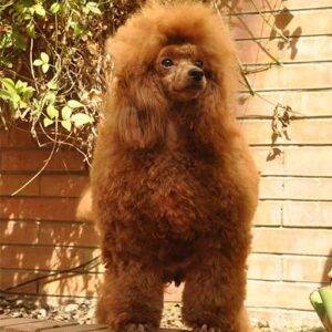 Bella caniche toy rojo de salvaterra de magos
