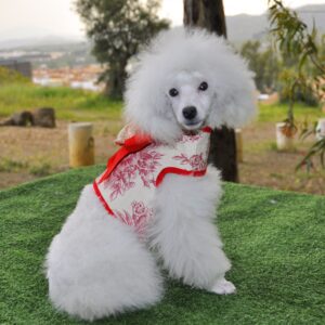 Nieves caniche toy blanco de criadero salvaterra de magos (1)