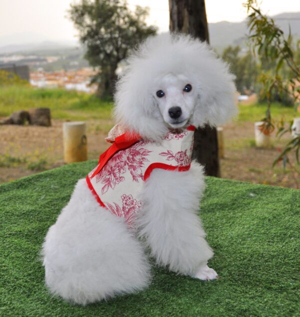 Nieves caniche toy blanco de criadero salvaterra de magos (1)