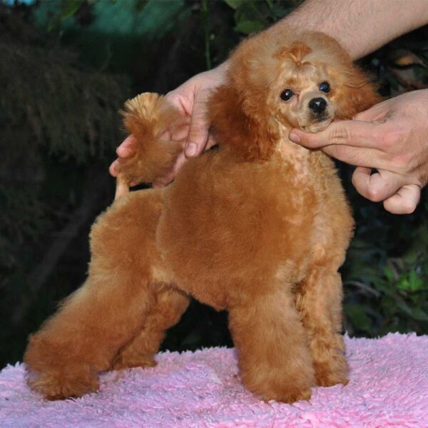 Mi Pequeña Sunshine caniche toy rojo de salvaterra de magos