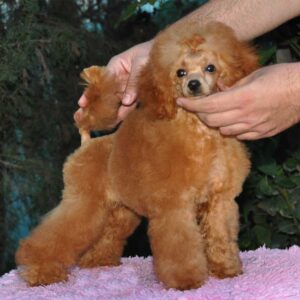 Mi Pequeña Sunshine caniche toy rojo de salvaterra de magos