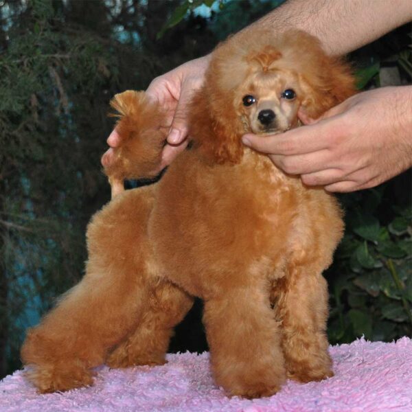 Mi Pequeña Sunshine caniche toy rojo de salvaterra de magos