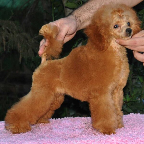 Mi Pequeña Sunshine caniche toy rojo de salvaterra de magos