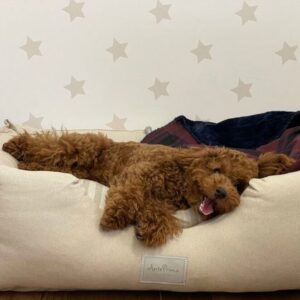 Descanso para mascotas