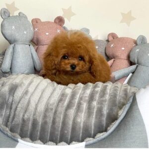 Juguetes para mascotas