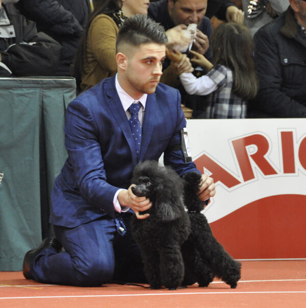 mission secrete caniche toy negro criadores salvaterra de magos
