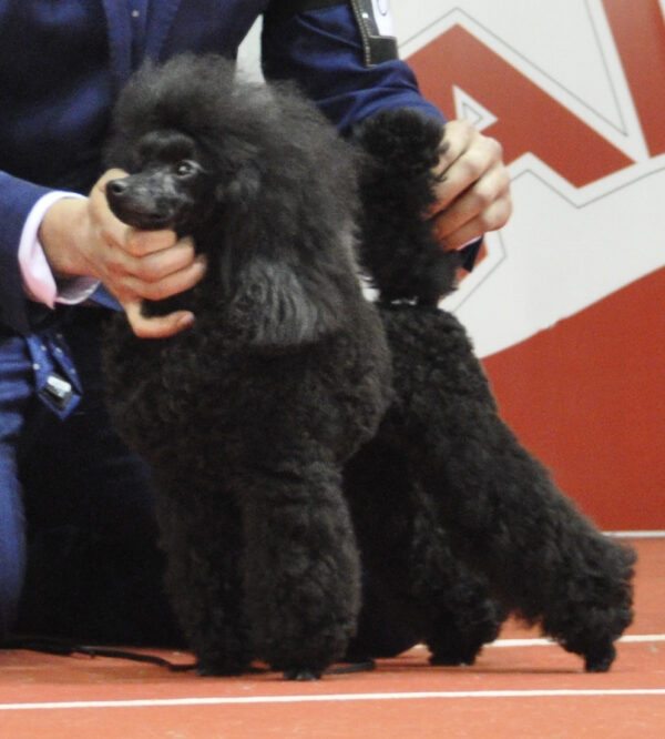 mission secrete caniche toy negro criadores salvaterra de magos
