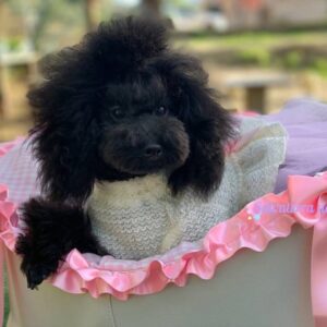 salsa caniche toy de salvaterra de magos color negro mini toy (3)