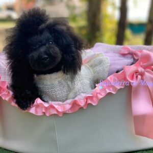 salsa caniche toy de salvaterra de magos color negro mini toy. busco caniche mini toy