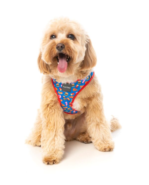 arnes Fuzzyard para perros de talla pequeña. Criadores de caniche toy rojo, caniches mini toy apricot y cavalier.