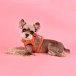 Arnes Cheleco Auden Orange de Puppia - Imagen 2