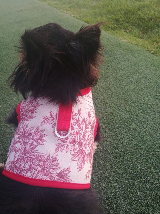 bruce-3 Arnes Chaleco Bruce Colección Primavera-Verano - Imagen 4