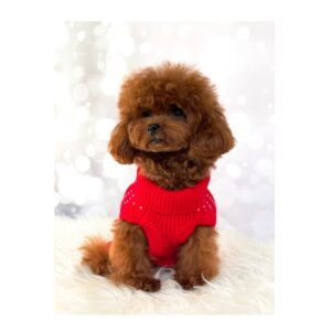 cartier-de-salvaterra-de-magos.-caniche-mini-toy-color-rojo. busco cachorro caniche toy rojo intenso