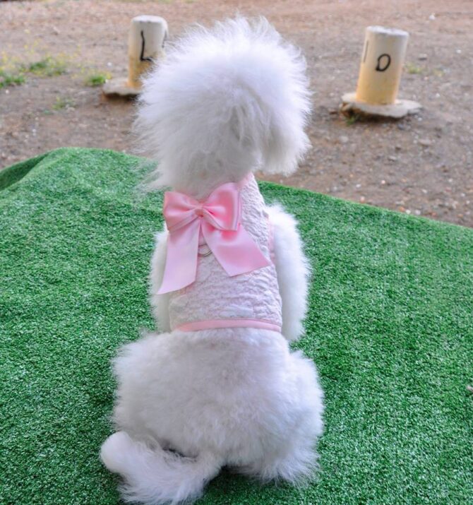 shaw-verano-2 Arnés Chaleco Shaw - Imagen 1