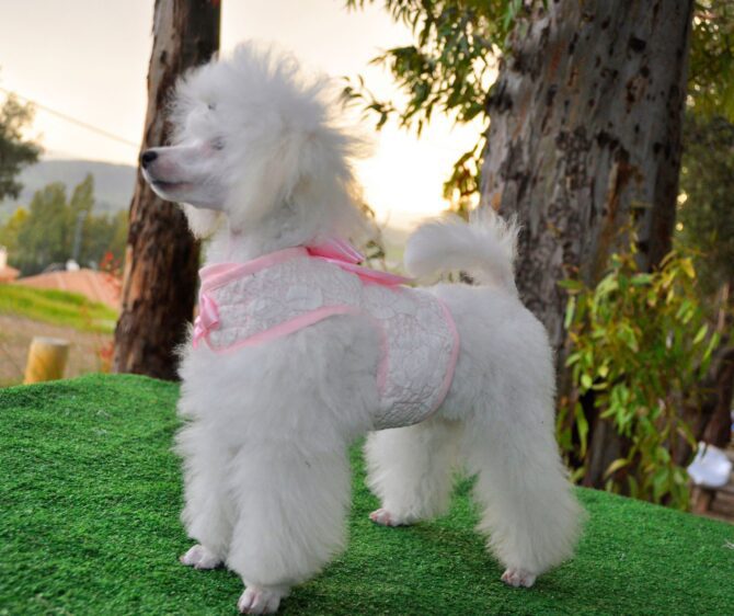 shaw1-1-1 Arnés Chaleco Shaw - Imagen 3