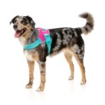 Arnes Bubblegum de Fuzzyard. Arnes seguro para cachorro de caniche toy