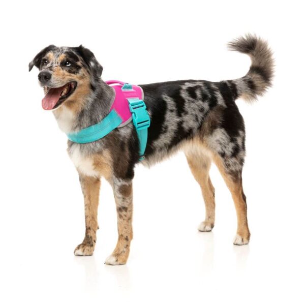 Arnes Bubblegum de Fuzzyard. Arnes seguro para cachorro de caniche toy