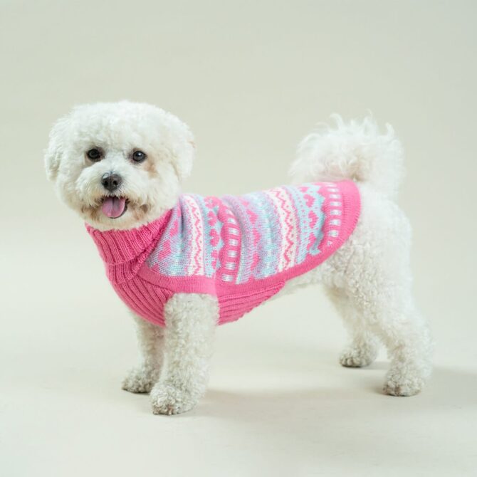 Jersey Bubble Gum de Alqo wasi. jersey comodo para caniche toy. ropa de invierno para caniche toy. es bueno abrigar tu perro en invierno
