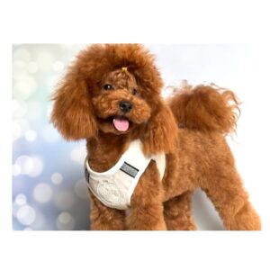 Vera caniche toy. salvaterra de magos caniches toy. busco caniche toy rojo. compro caniche toy