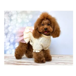 Risa Caniche toy. Salvaterra de magos criadores de caniches toy. compro cachorro de caniche toy. busco para comprar cachorro de caniche toy. busco caniche toy en barcelona