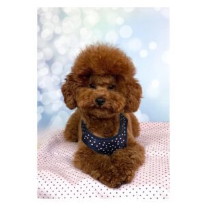 Martina Caniche Toy. Salvaterra de magos caniches toy. el mejor criador de caniches toy. busco cachorro de caniche toy en barcelona