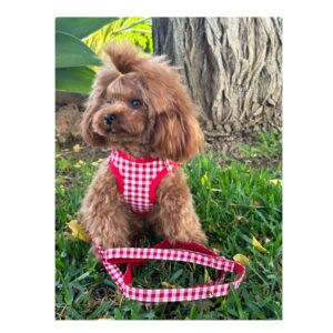 Magia caniche toy. busco cachorro de caniche toy. compro caniche toy en madrid.