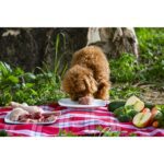 Menú Barf de Cordero - Imagen 2