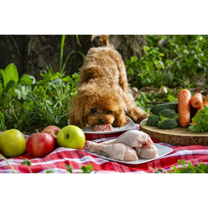 Menú Barf de Pollo - Imagen 5