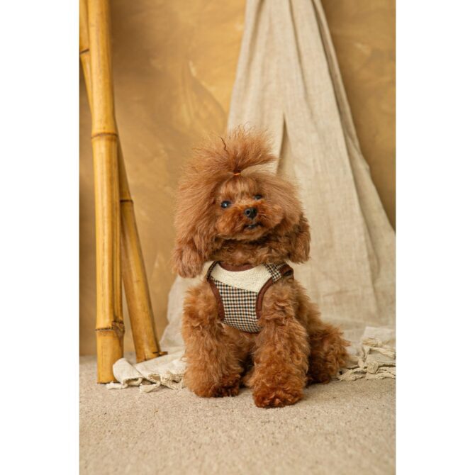 arnes ayzen marron de salvaterra de magos en caniche leonado Conjunto Salvaterra de Arnes y Correa Ayzen Marron - Imagen 3