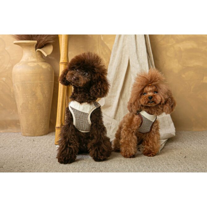 arnes ayzen marron y beige de salvaterra de magos caniches leonados y marron Conjunto Salvaterra de Arnes y Correa Ayzen Marron - Imagen 4