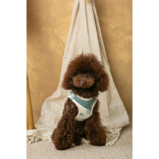 Conjunto Salvaterra de Arnes y Correa Selva - Imagen 2