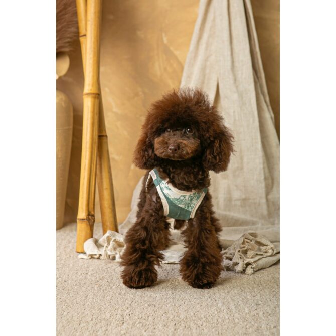 Conjunto Salvaterra de Arnes y Correa Bosque - Imagen 2