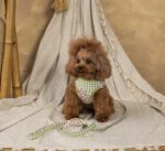 Conjunto Tobii de Salvaterra de Magos - Imagen 3