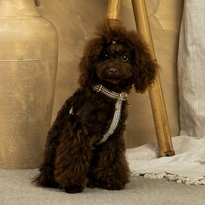 Conjunto Clasico Ayzen de Arnes y correa de Salvaterra de Magos - Imagen 2