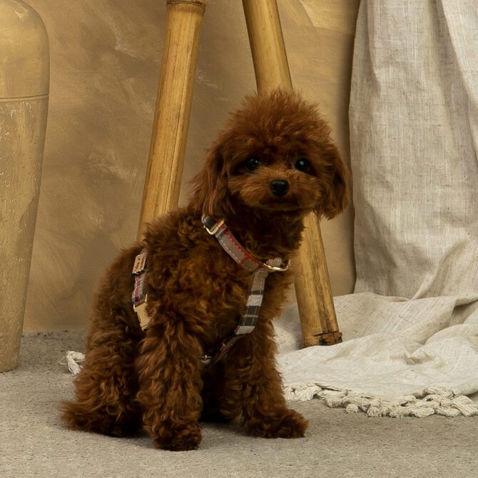 Conjunto Clasico Burberry de Arnes y correa de Salvaterra de Magos - Imagen 2