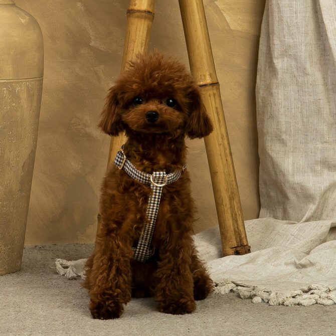 Conjunto Clasico Ayzen de Arnes y correa de Salvaterra de Magos - Imagen 3