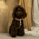 Conjunto Clasico Burberry de Arnes y correa de Salvaterra de Magos - Imagen 3