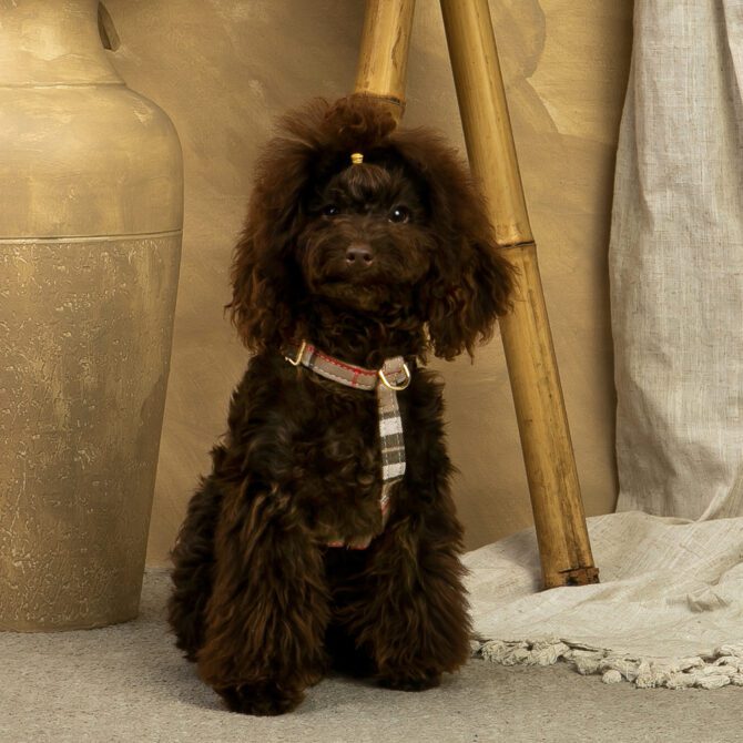 Conjunto Clasico Burberry de Arnes y correa de Salvaterra de Magos - Imagen 3