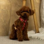 Conjunto Clasico Escoces Rojo de Arnes y correa de Salvaterra de Magos - Imagen 2