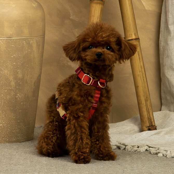 Conjunto Clasico Escoces Rojo de Arnes y correa de Salvaterra de Magos - Imagen 2