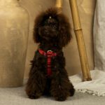 Conjunto Clasico Escoces Rojo de Arnes y correa de Salvaterra de Magos - Imagen 3