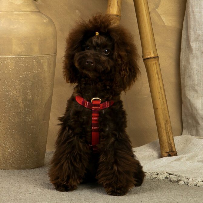 Conjunto Clasico Escoces Rojo de Arnes y correa de Salvaterra de Magos - Imagen 3